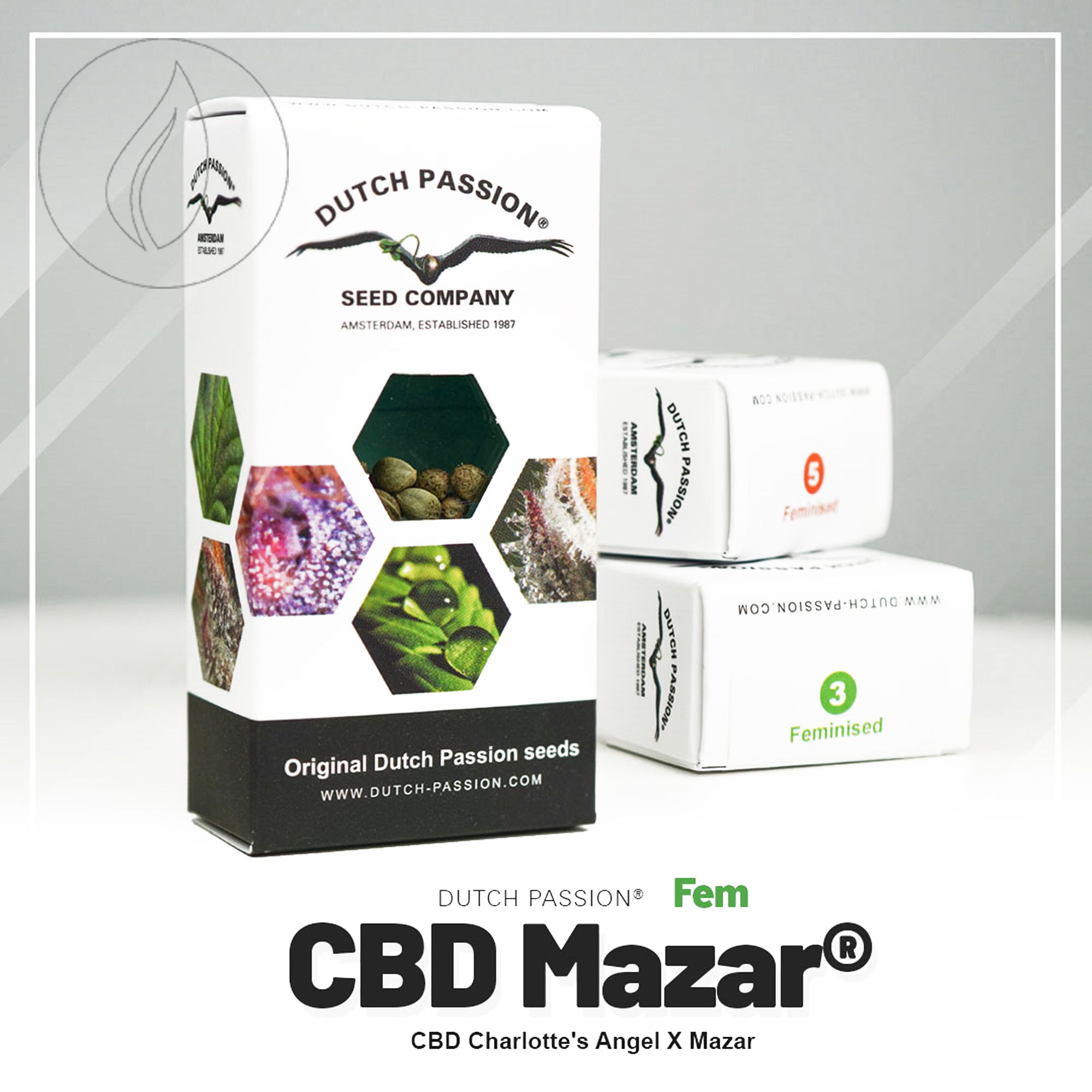 Dutch Passion CBD Mazar 10 Seeds