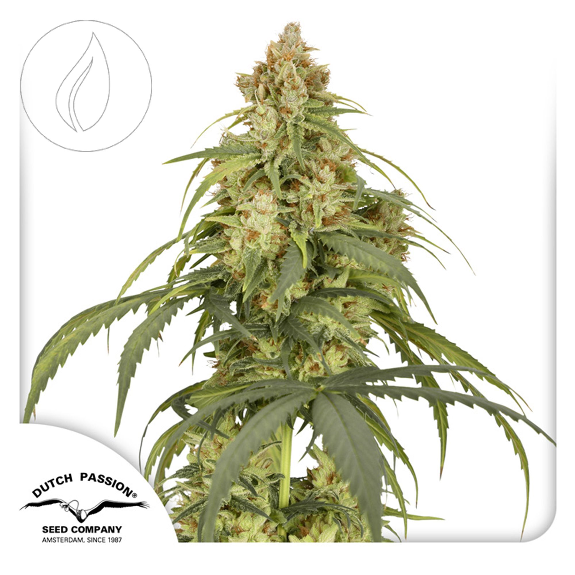Dutch Passion Auto CBD Victory 3 Seeds
