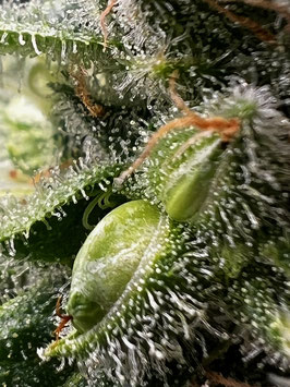 Cannabees - Lemonice (Indoor) 10gr